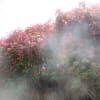 ４月25－26日の街の花　　