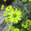 街角の花　