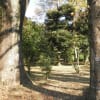 神代植物園にあるユリノキの巨木3本　　right wise