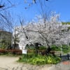 天竺川堤防の桜