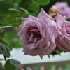 薔薇の苑