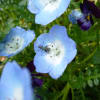 garden　2010.04