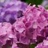 三渓園の花菖蒲と紫陽花