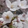 目黒川の桜（2015・4）