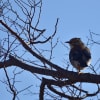 空色鳥撮りⅡ　近くの虎浜の野鳥達Ⅲ(2月21日撮)　ギンムクドリ近写・ヒレンジャク