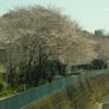 4月8日　春の川崎市麻生区の桜を撮影