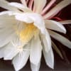 四季折々　庭の花達