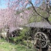 福地温泉・昔話の里の枝垂桜