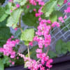 冬の沖縄の花　　30分の散策にみた花々