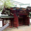 上野公園内の東京芸術大学と上野国立博物館の2本の、巨樹　13