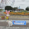 ２０１１　コキアとコスモス　ひたち海浜公園