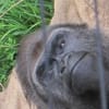 2013.4.10福岡動物園　オラウータン　ゴリラさん　お猿さん