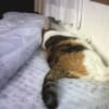 ことわざを蹴った猫