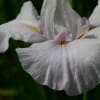 大浜公園の花菖蒲（２０１４年５月２５日）