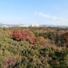 万博記念公園の紅葉と200円ハンバーグ