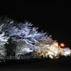 美山の夜桜２０１８
