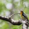 夏鳥、キビタキがやって来た。