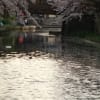近江八幡の桜