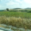 スペインのアンダルシアからひまわり畑を通過してコルドバへ