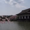 2018年京都の八重紅枝垂れ桜