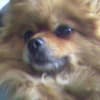 貯犬箱♪(２)