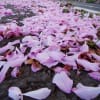 散る桜・石崎地主海神社 ２０１７年５月２５日