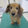 トリミング犬ご紹介　50枚