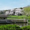 大泉緑地の桜（２０１４年４月２日）