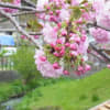 平瀬川の桜たち