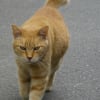 猫との出会い