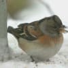 庭に来た野鳥(2009年02月15日～2009年02月21日)