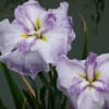 花菖蒲ー堺市都市緑化センター（２０１４年６月１８日）