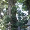 等々力満願寺のケンポナシ　等々力玉川神社のとっくりグス　その他保存樹木