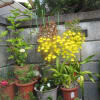 11月12日街角の花