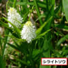 九州の山野草　5月に出会った野の花　NO１