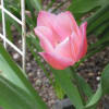 4月2日春の花壇・チューリップが咲き始めました