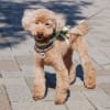 愛犬と朝の散歩