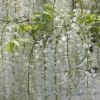 下野の国足利郷フラワーパーク花暦　