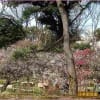 後楽園　池上梅園