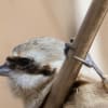 ツリスガラの茎鞘剥ぎ