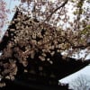 2017 佐保川～奈良公園 桜