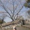 中央公園桜の丘_140328
