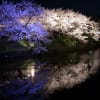 舞鶴公園の夜桜
