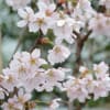 敬翁桜