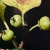 鉢植えの「イワツルウメモドキ」（２）緑果から熟果へ