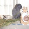 卯年のカレンダー撮影　2007.11