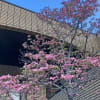 ハナミズキ（北九州市小倉北区）