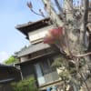 ハナミズキ他