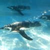 のとじま水族館