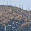 エトロフウミスズメ（北海道根室市）